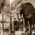 Museos de Madrid