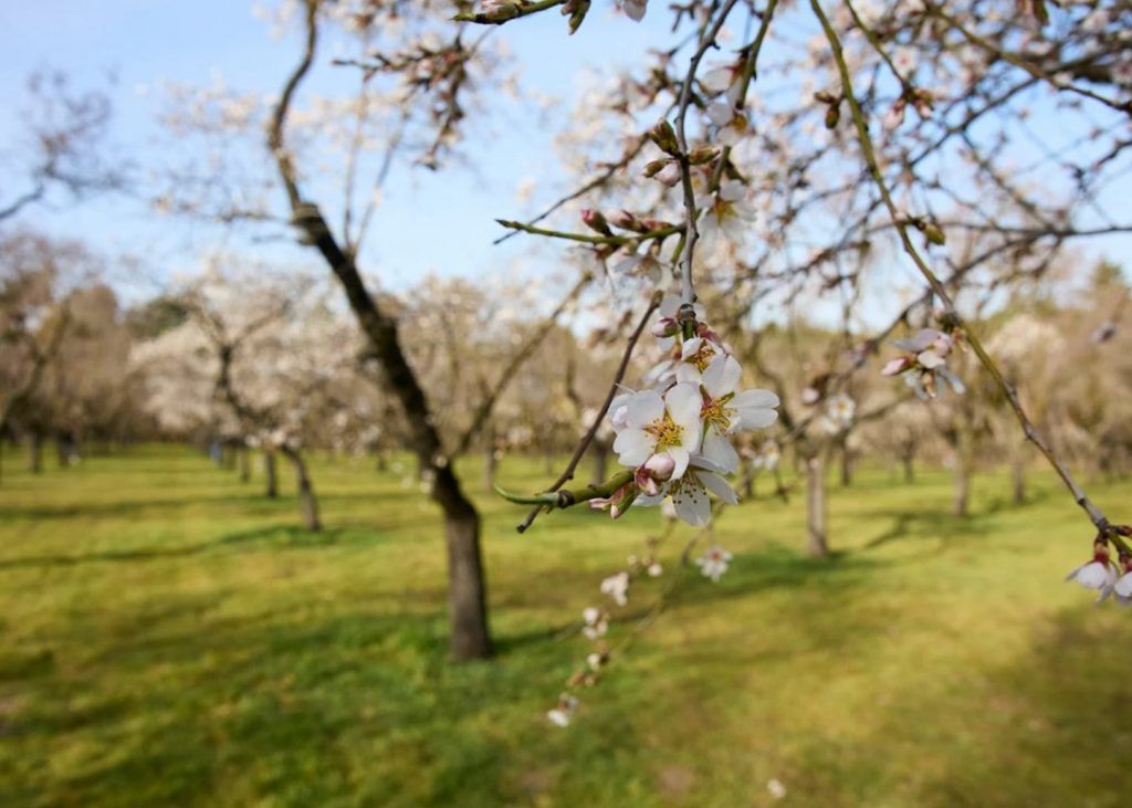 Parque Quinta de los Molinos Madrid