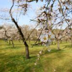 El parque Quinta de los Molinos de Madrid: Un lugar especial para relajarse