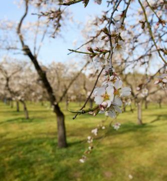 Parque Quinta de los Molinos Madrid