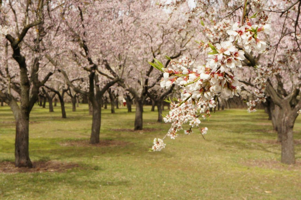 Quinta de los Molinos Madrid