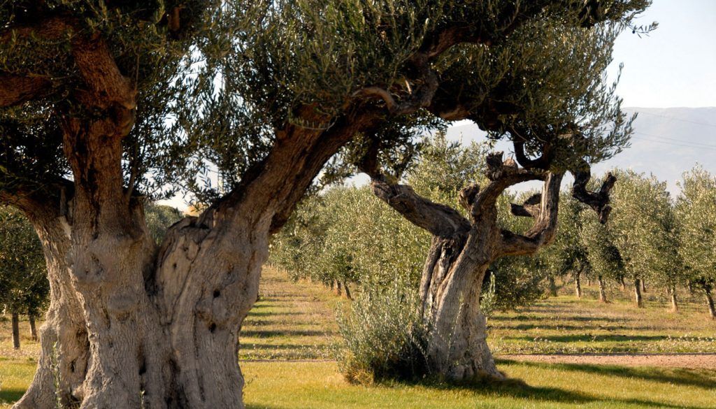 Olivar de Campo Real