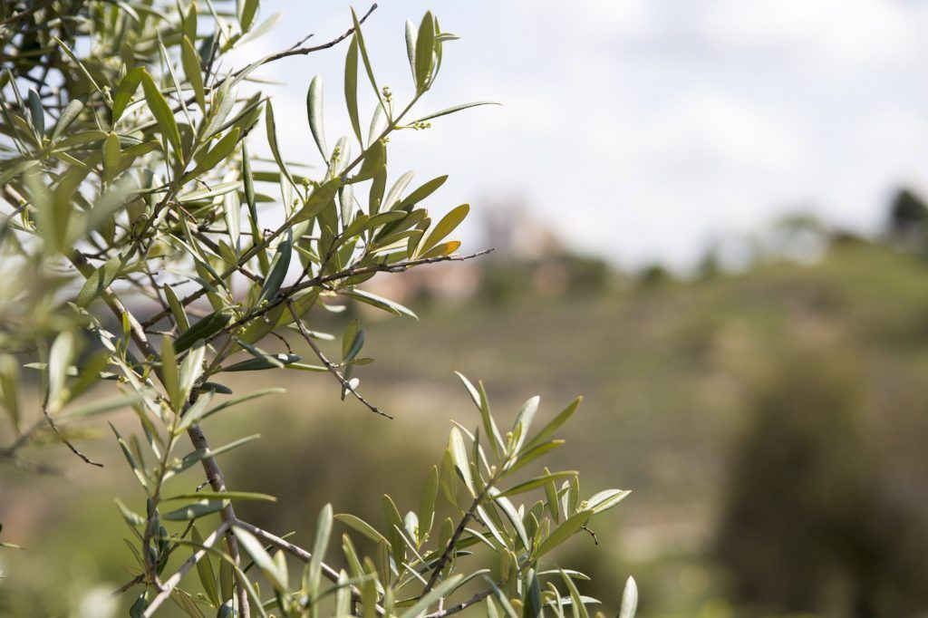 Campo Real Alimentos Típicos